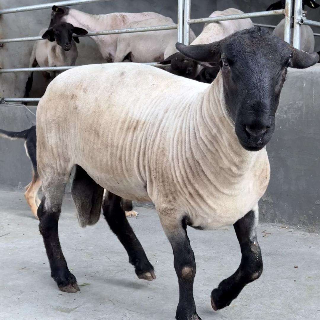 宜阳县博鑫养殖场（原定位开泰牧业）