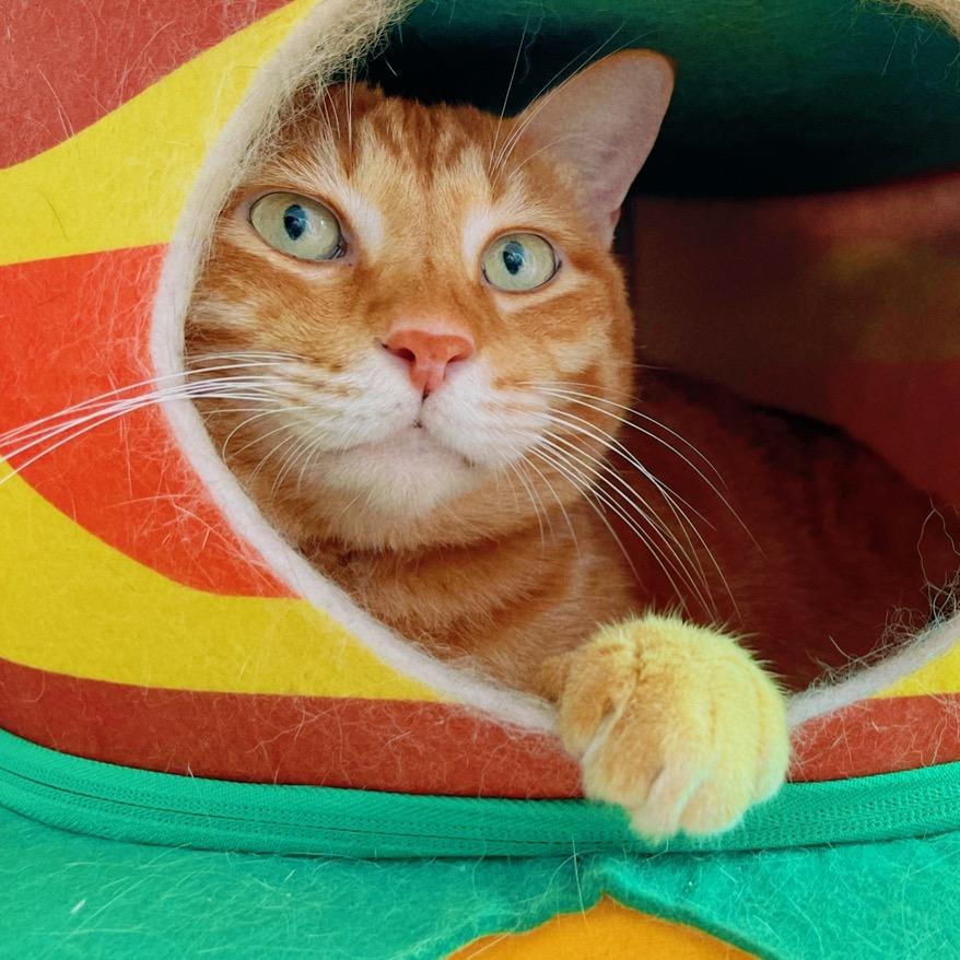 四脚吞金兽鲁班😽😽