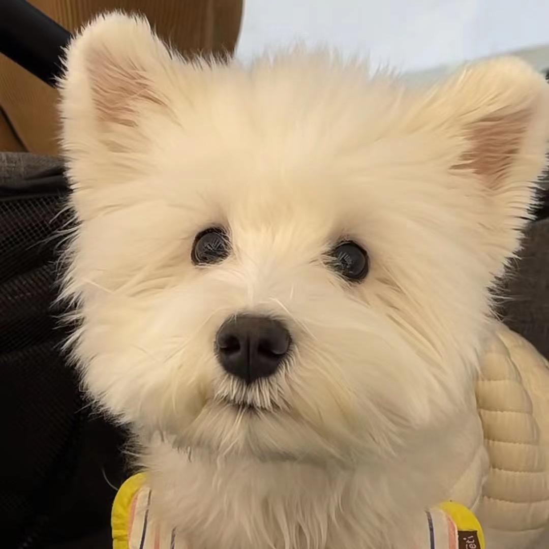 轧轧