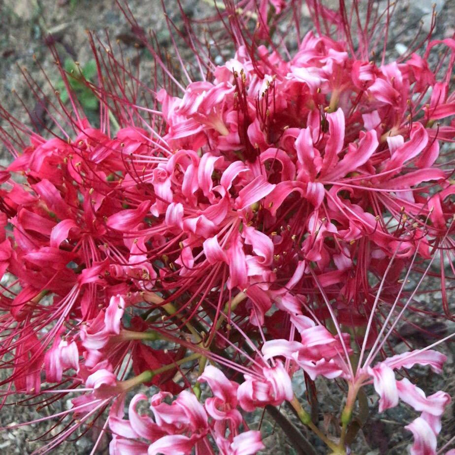 菠萝蜜