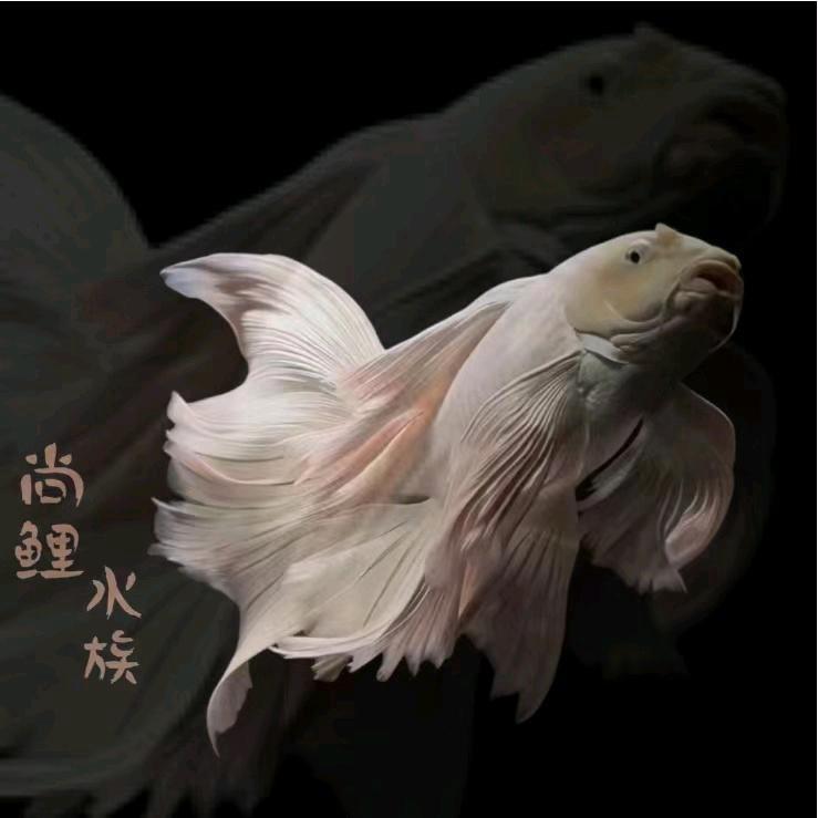 尚鲤水族店