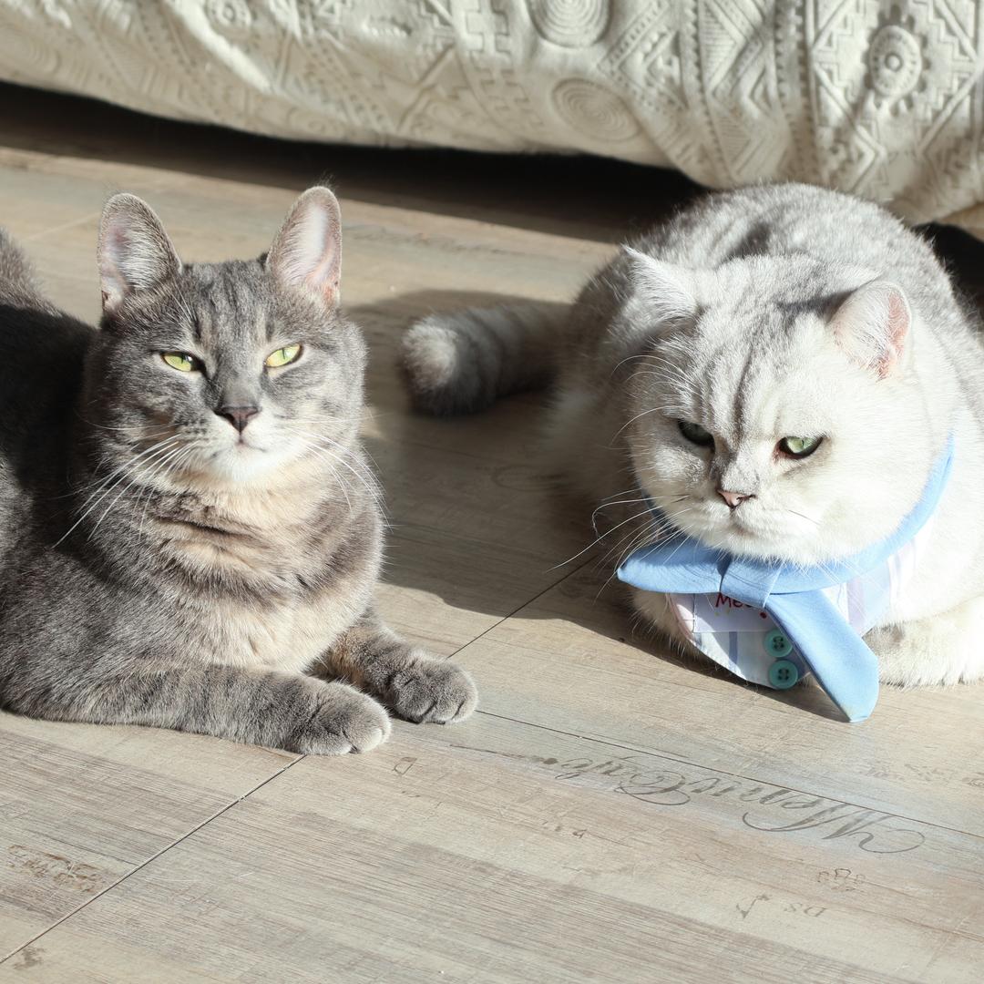 猫儿不吃鱼er
