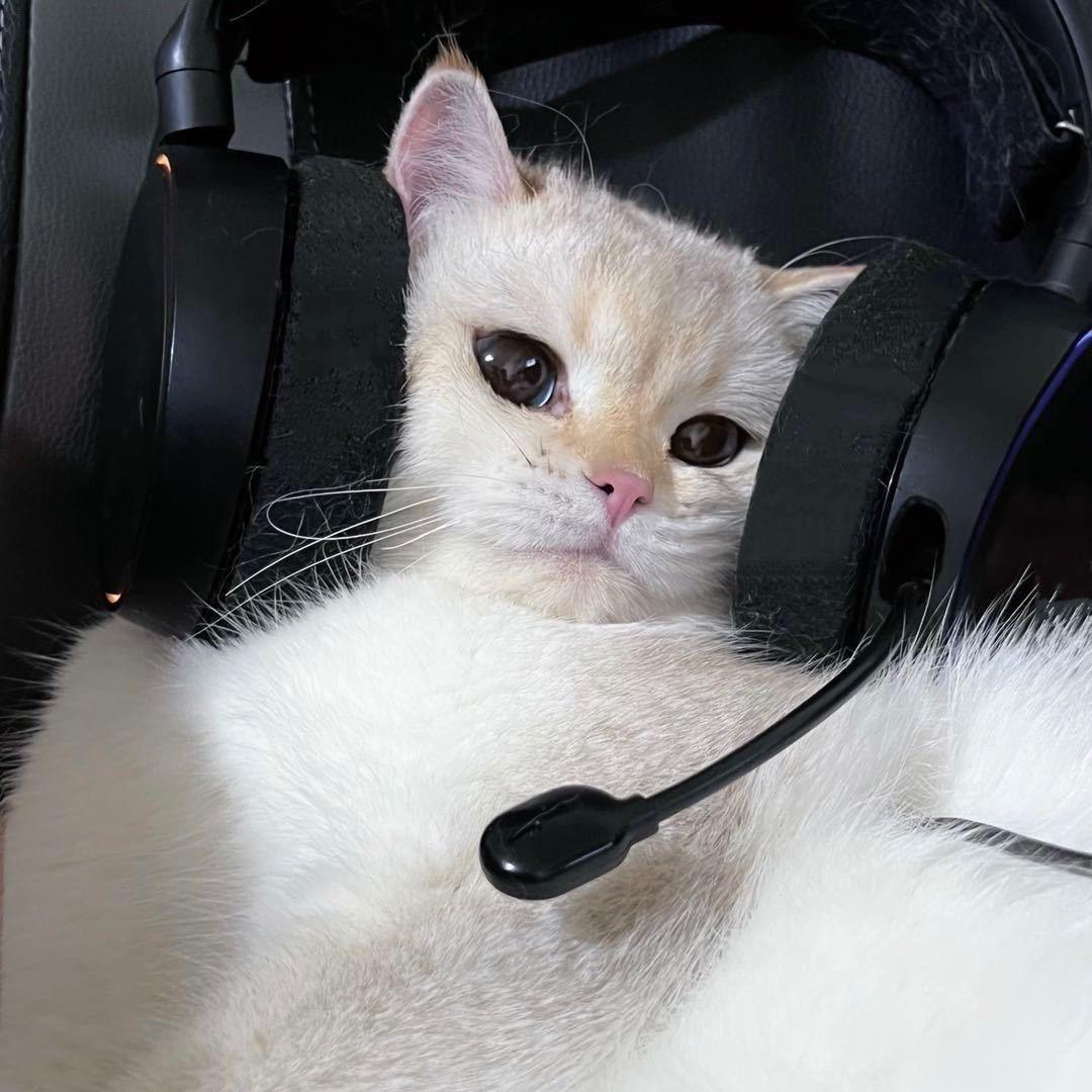 虞姬电竞xiaochen