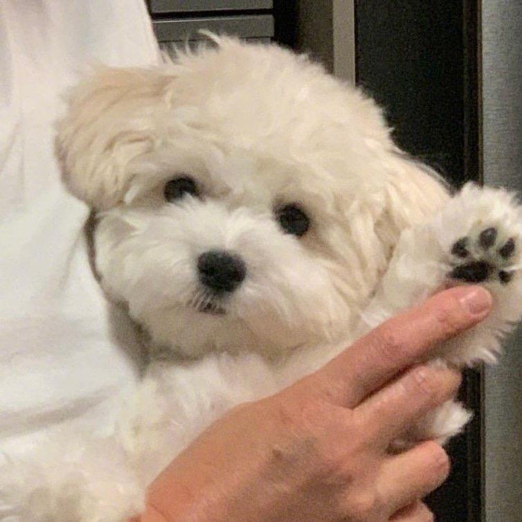独嘉日记