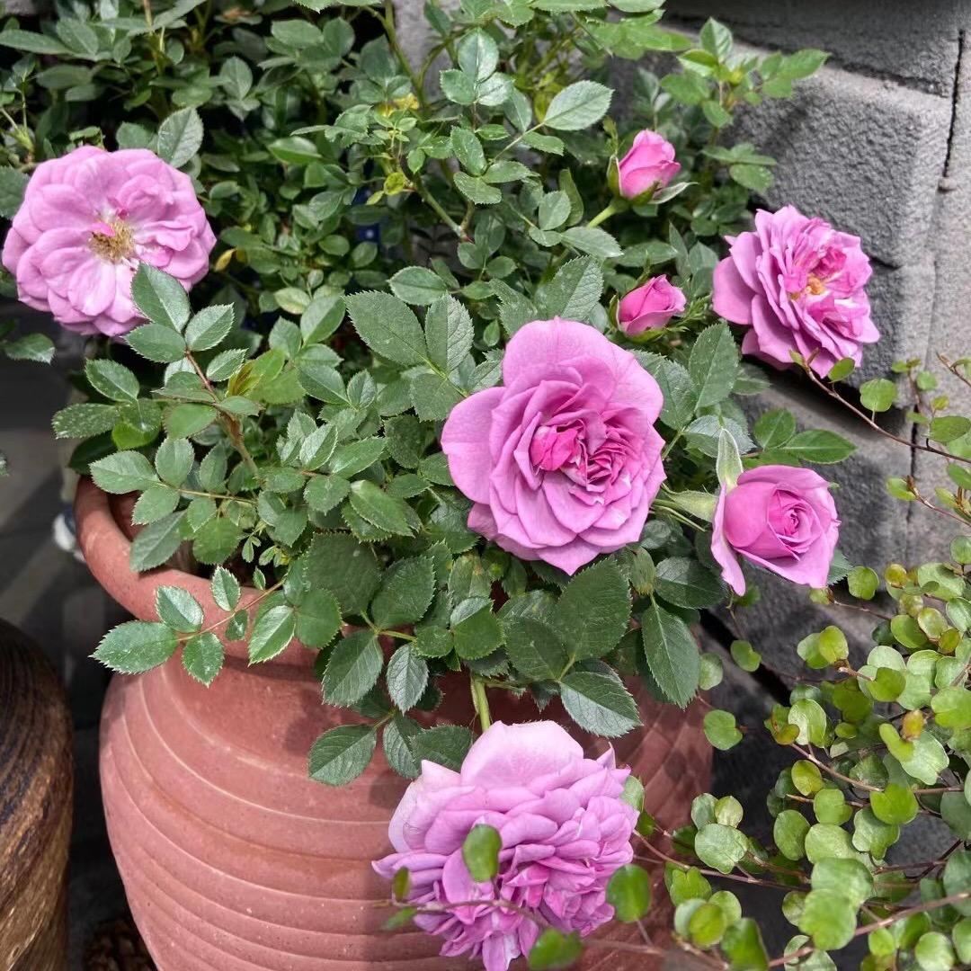 帝豪园林花卉