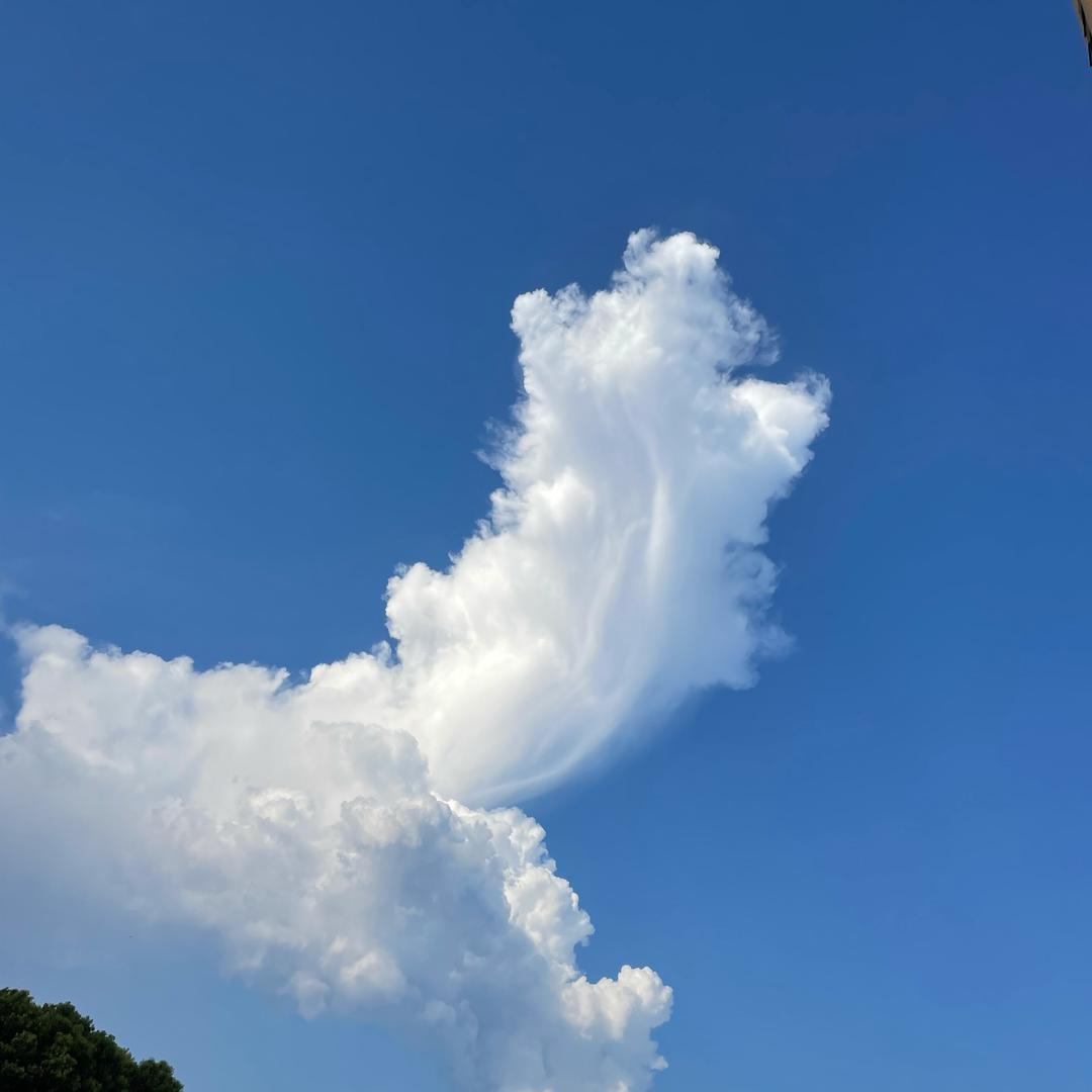 高兴的阿盖
