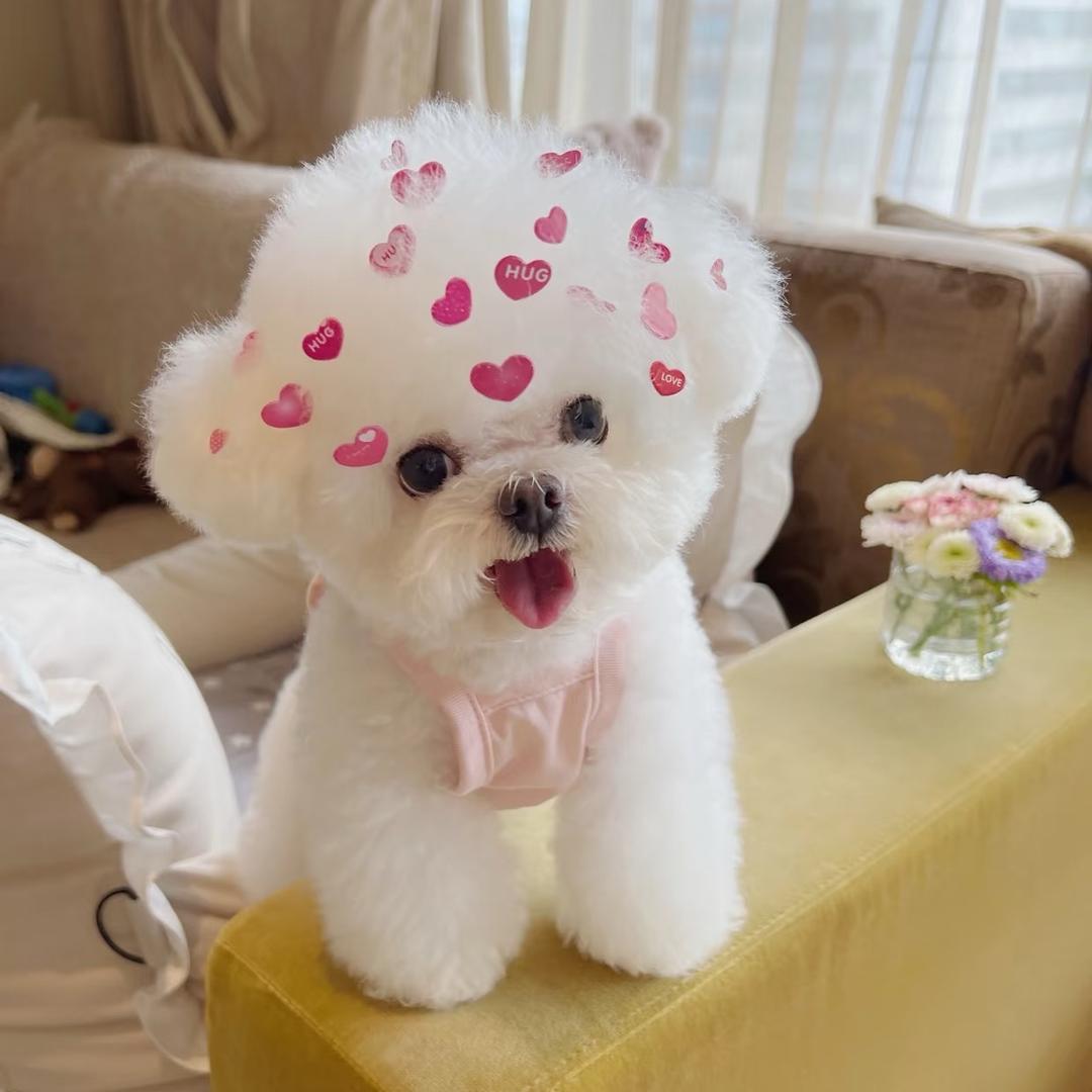 爽姐家韩系（比熊犬舍）