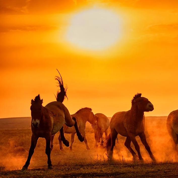 策马奔腾木材有限责任公司