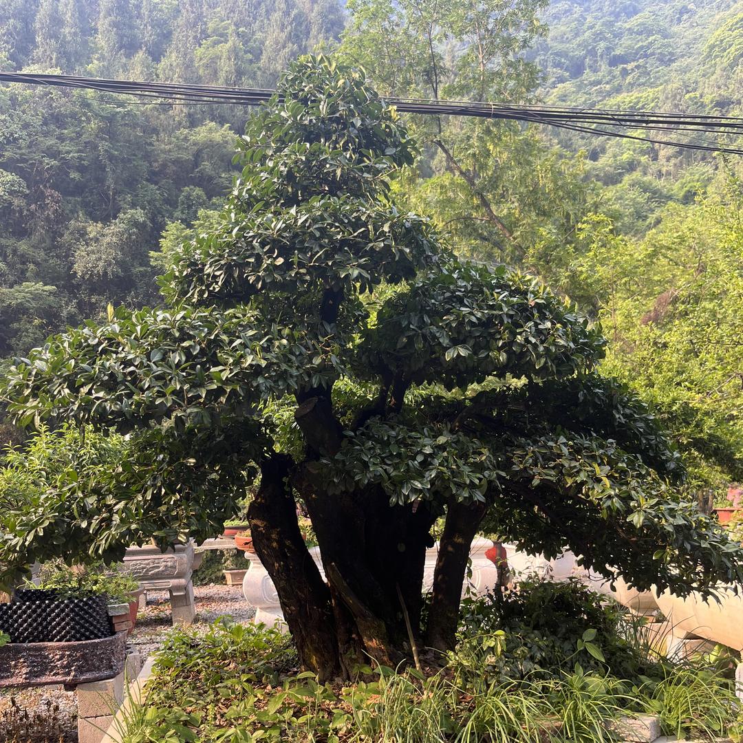 小趴菜盆景