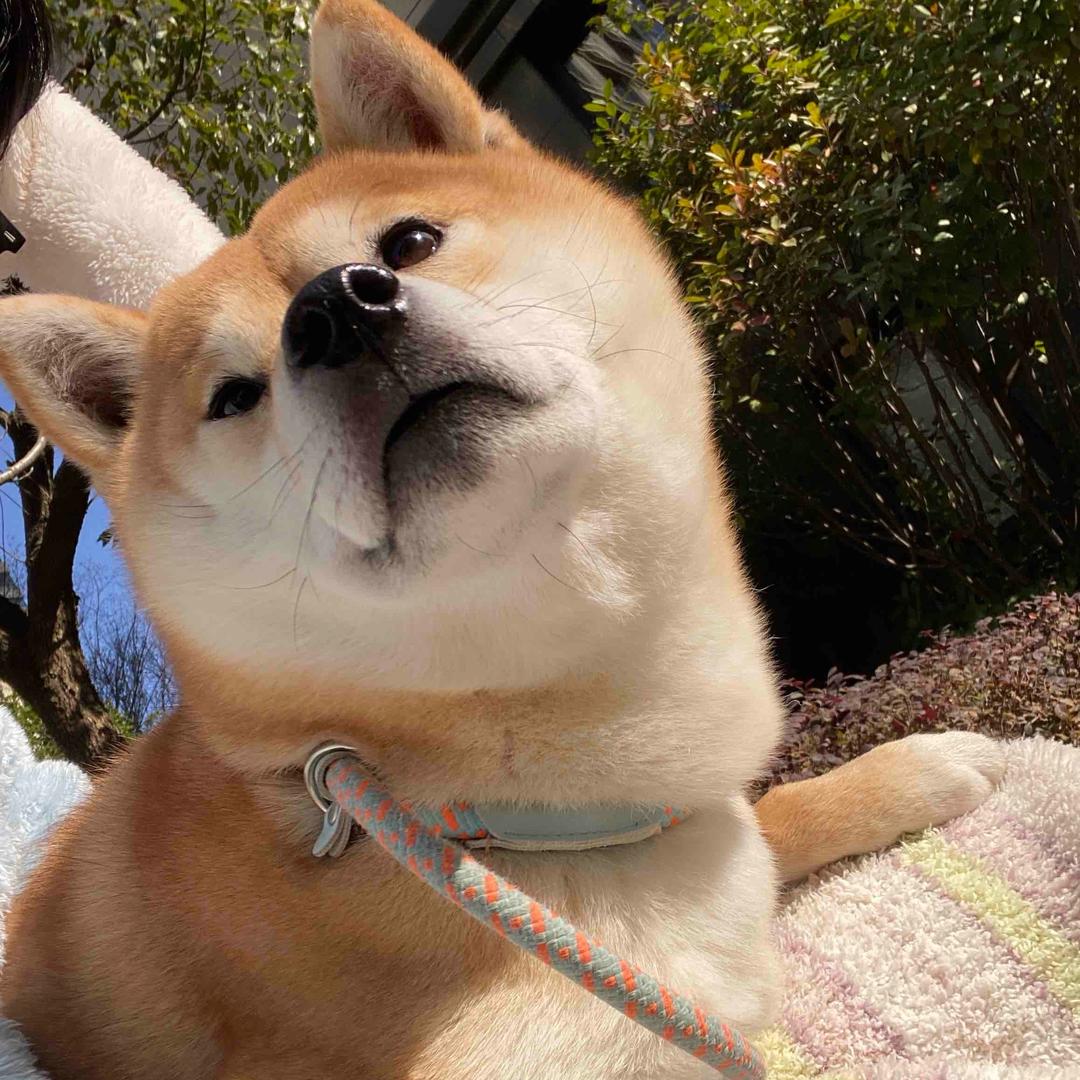 i是柚子不是幼稚