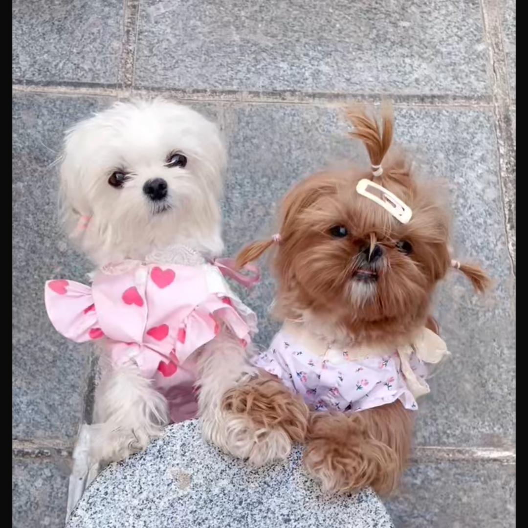 九小只🐶