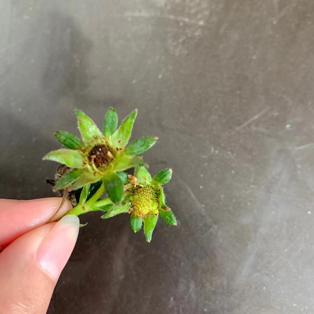 小蔡腌菜