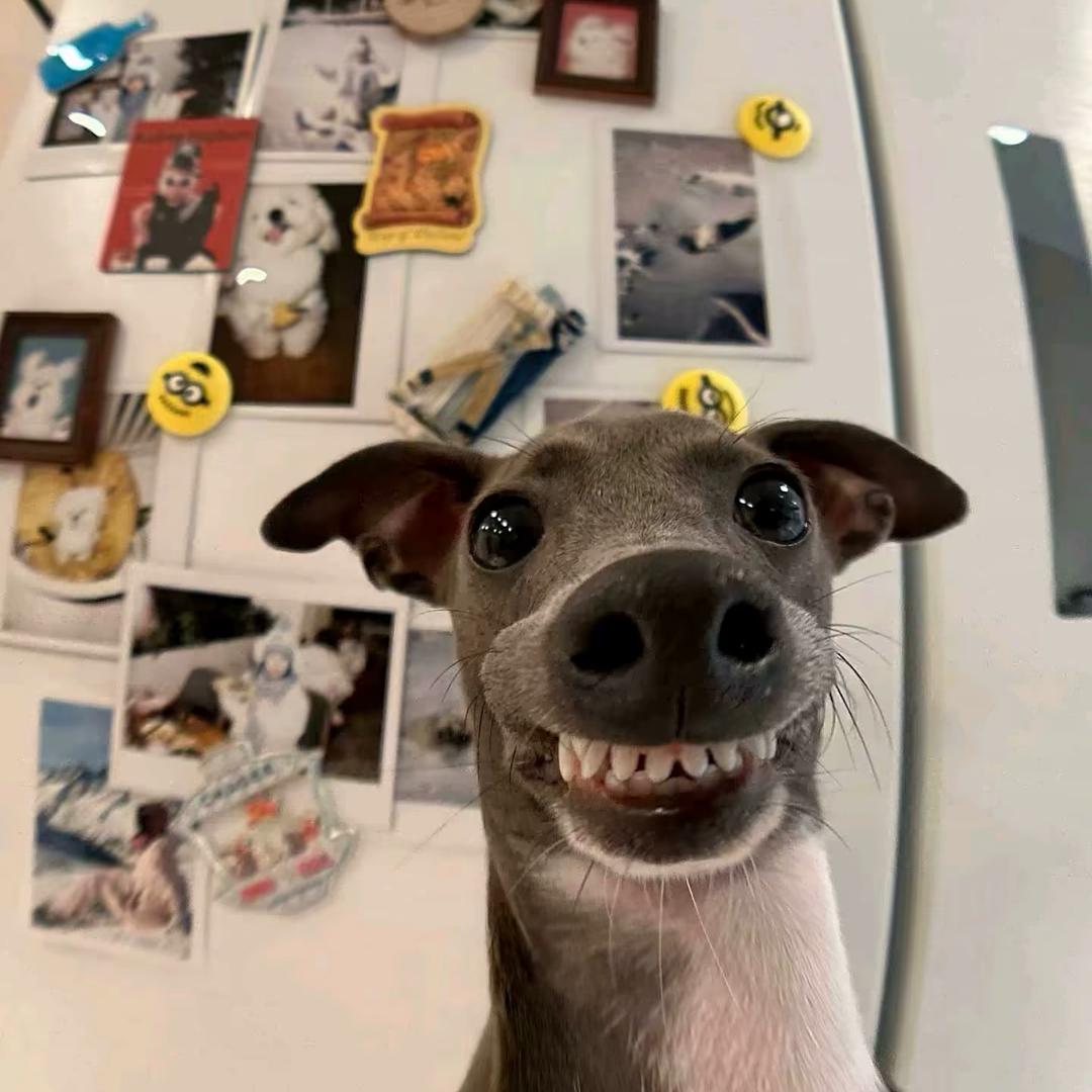 🐟 -.蒲公英的约定_🪷