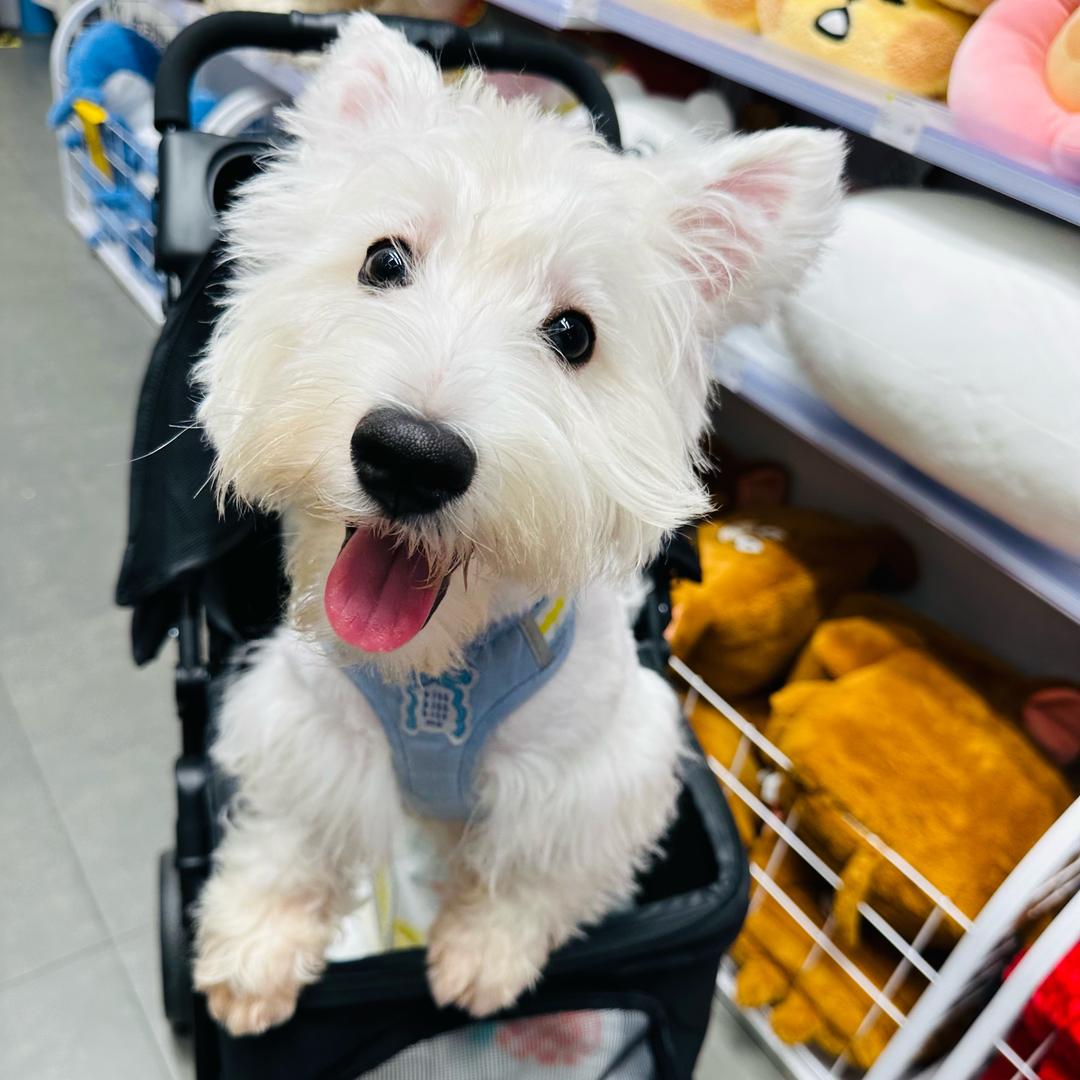 蛋蛋是只银渐层