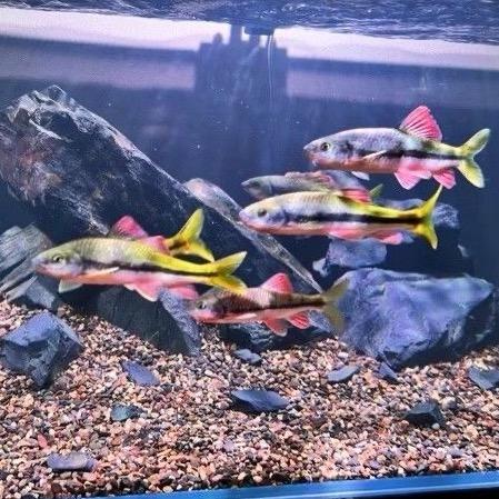 溪门庆家原生鱼2