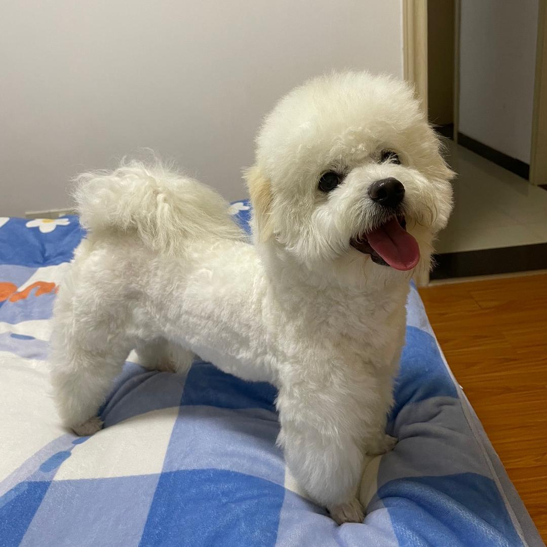 养乐多小狗🐶