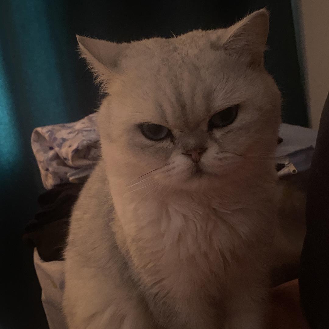 寻找丢失银渐层猫豆腐
