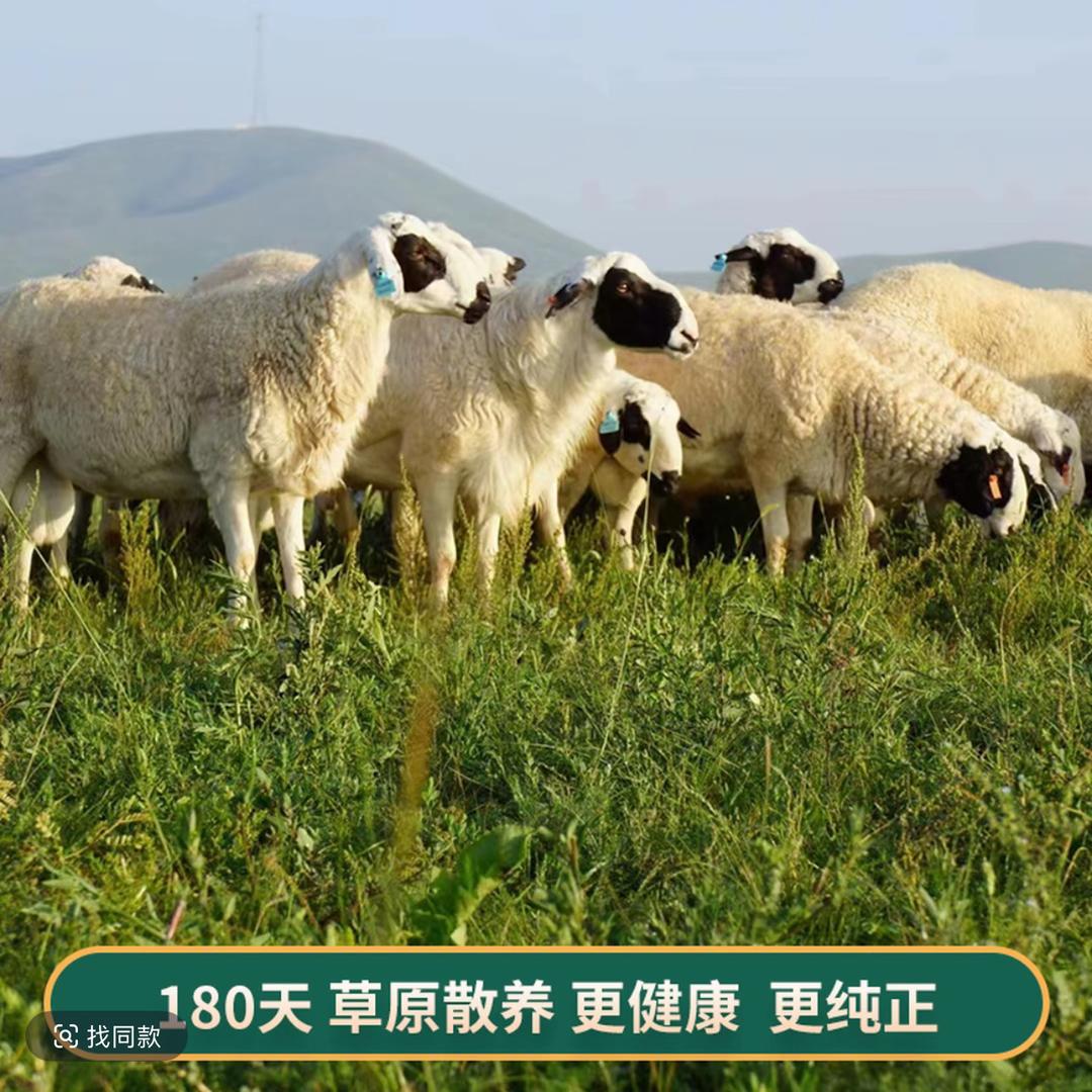 丝伊泊尔东乡贡羊