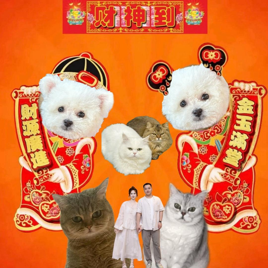 啵崽是只小比熊