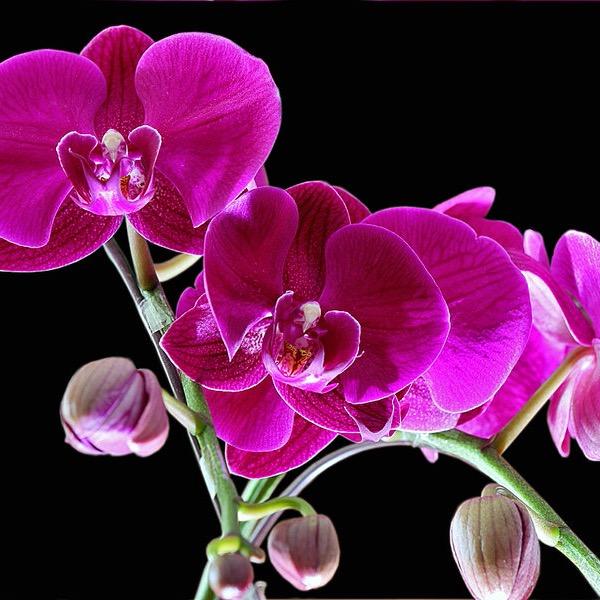 听风☔兰香花韵