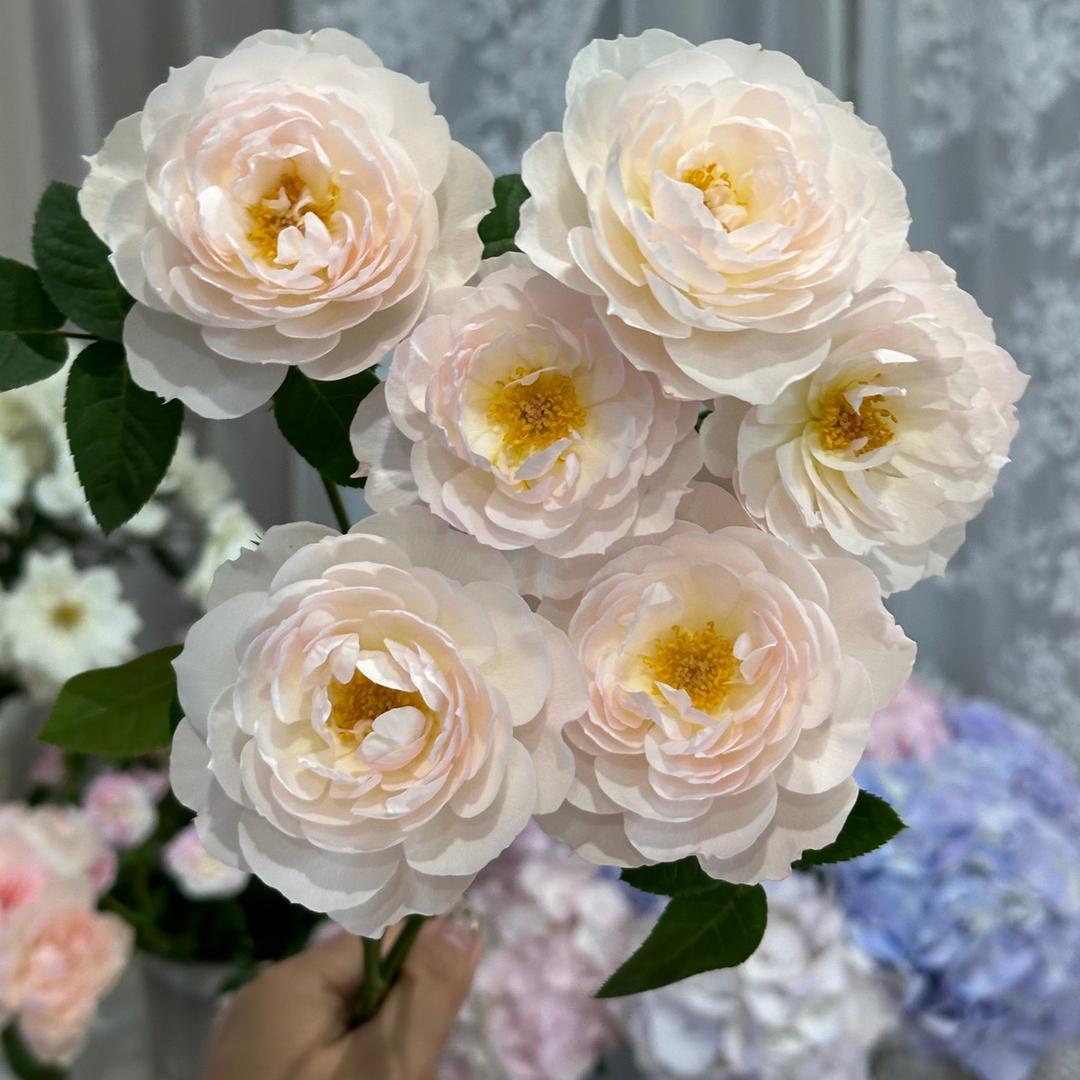 小怪兽