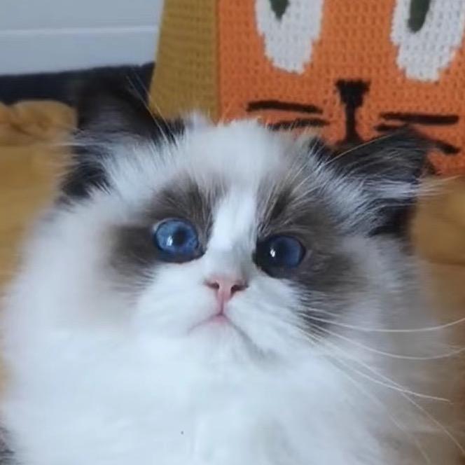 琪琪养猫日志