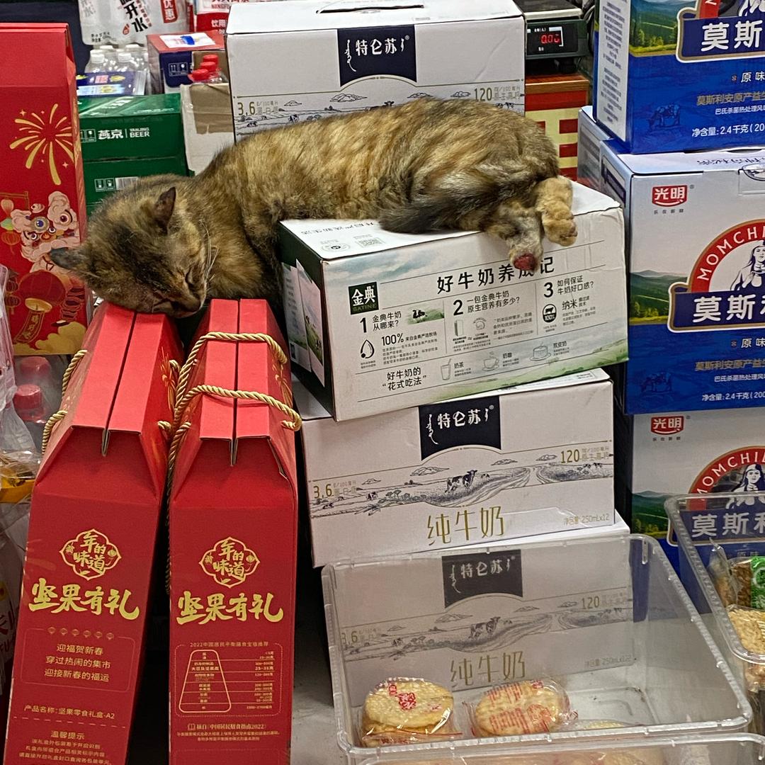 养了好多猫