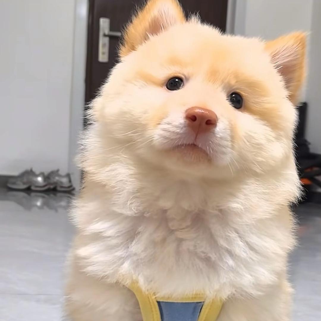 一枝什么花