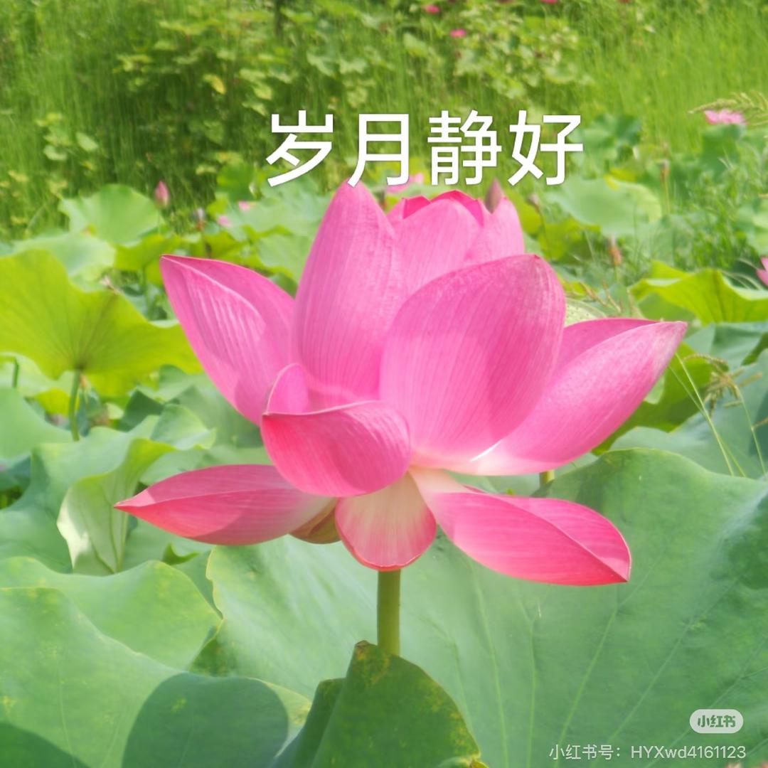 平安喜乐🌸