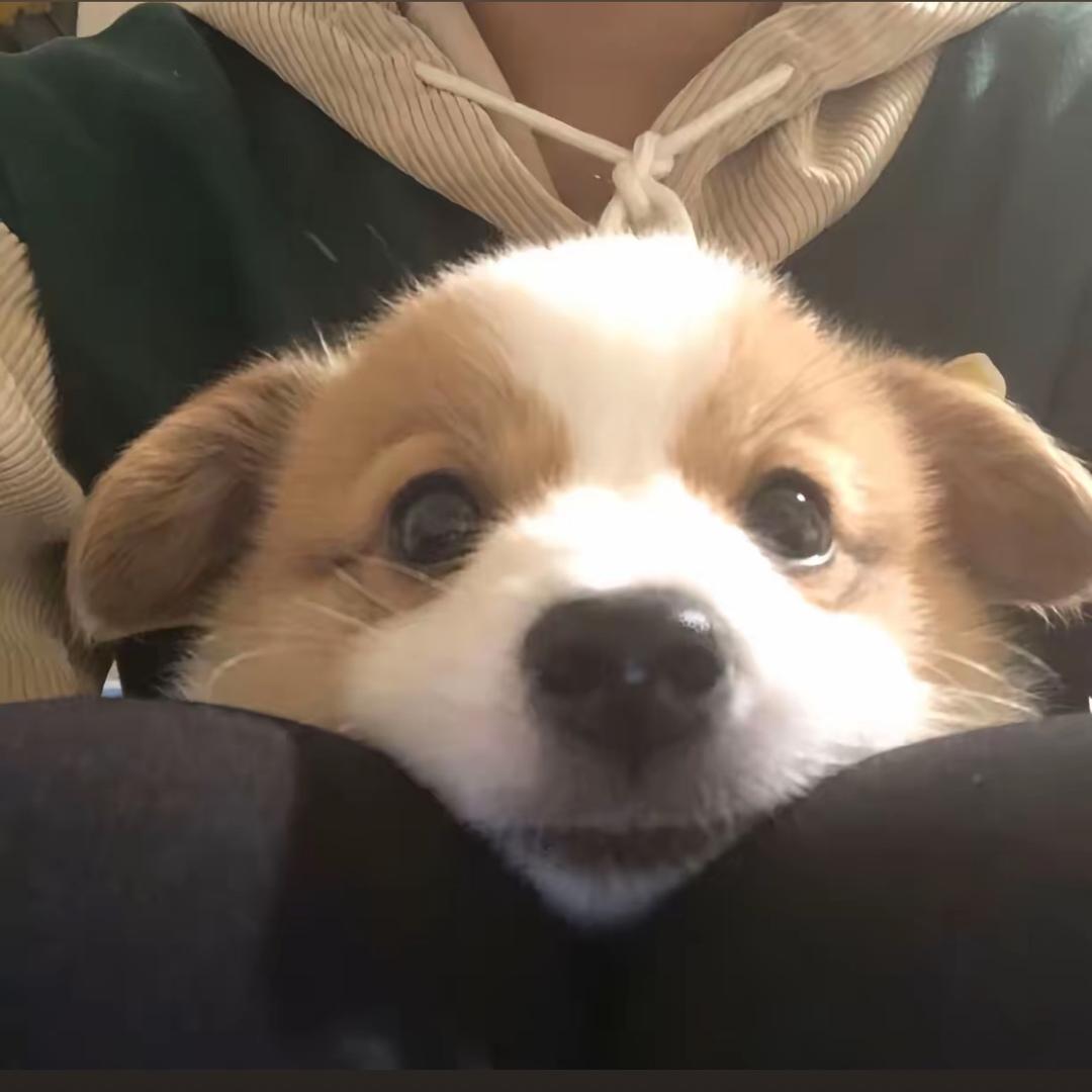 半句再见