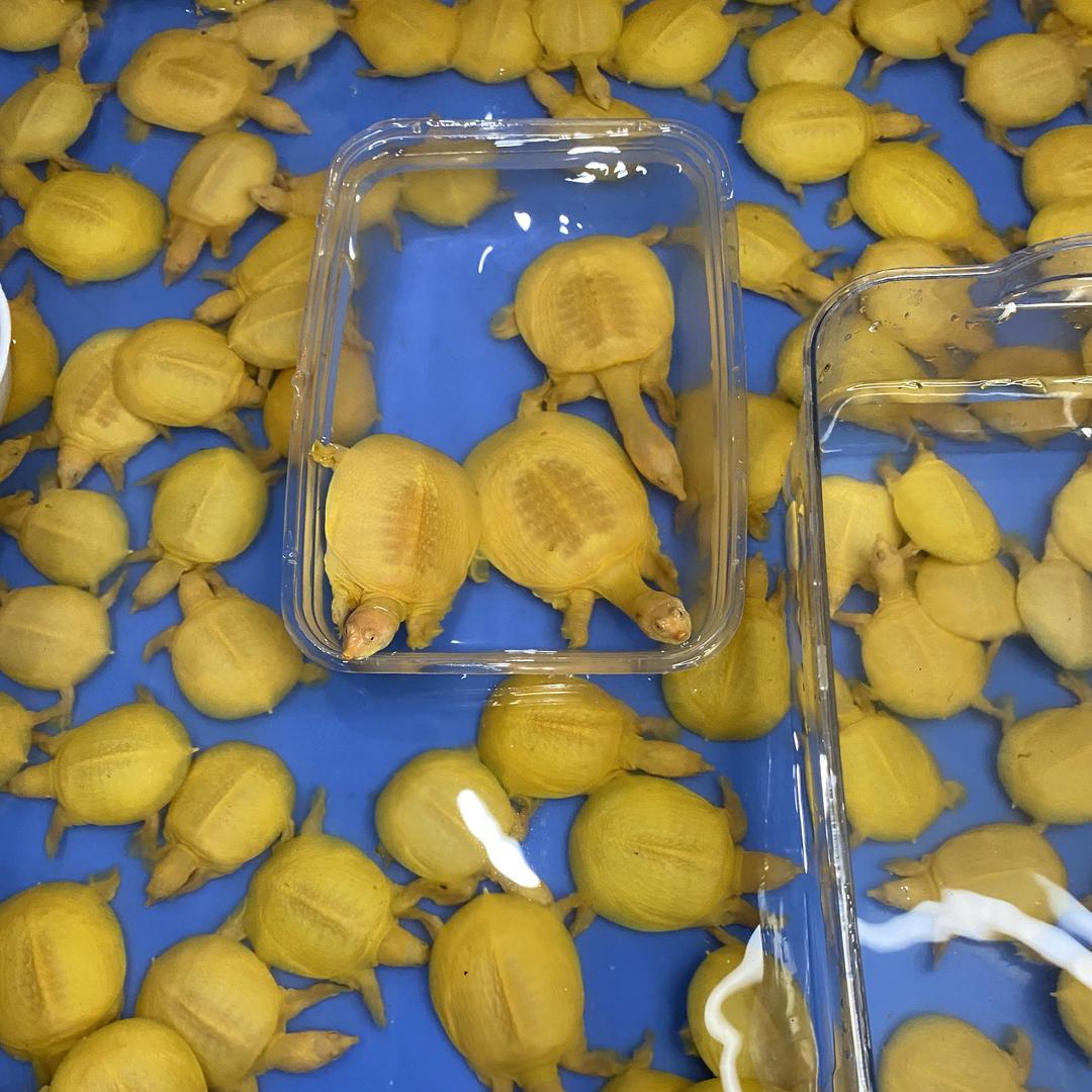 黄金甲鱼萌宠1号