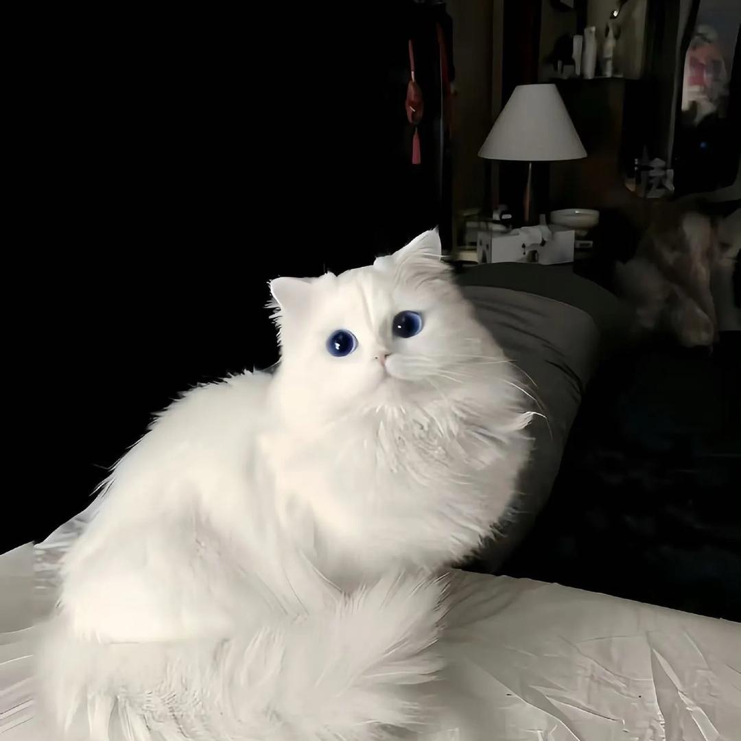 是只眠羊