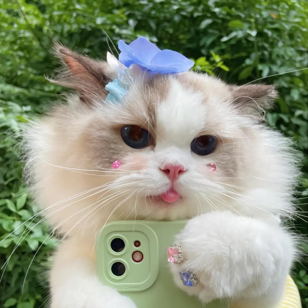 苍海喵