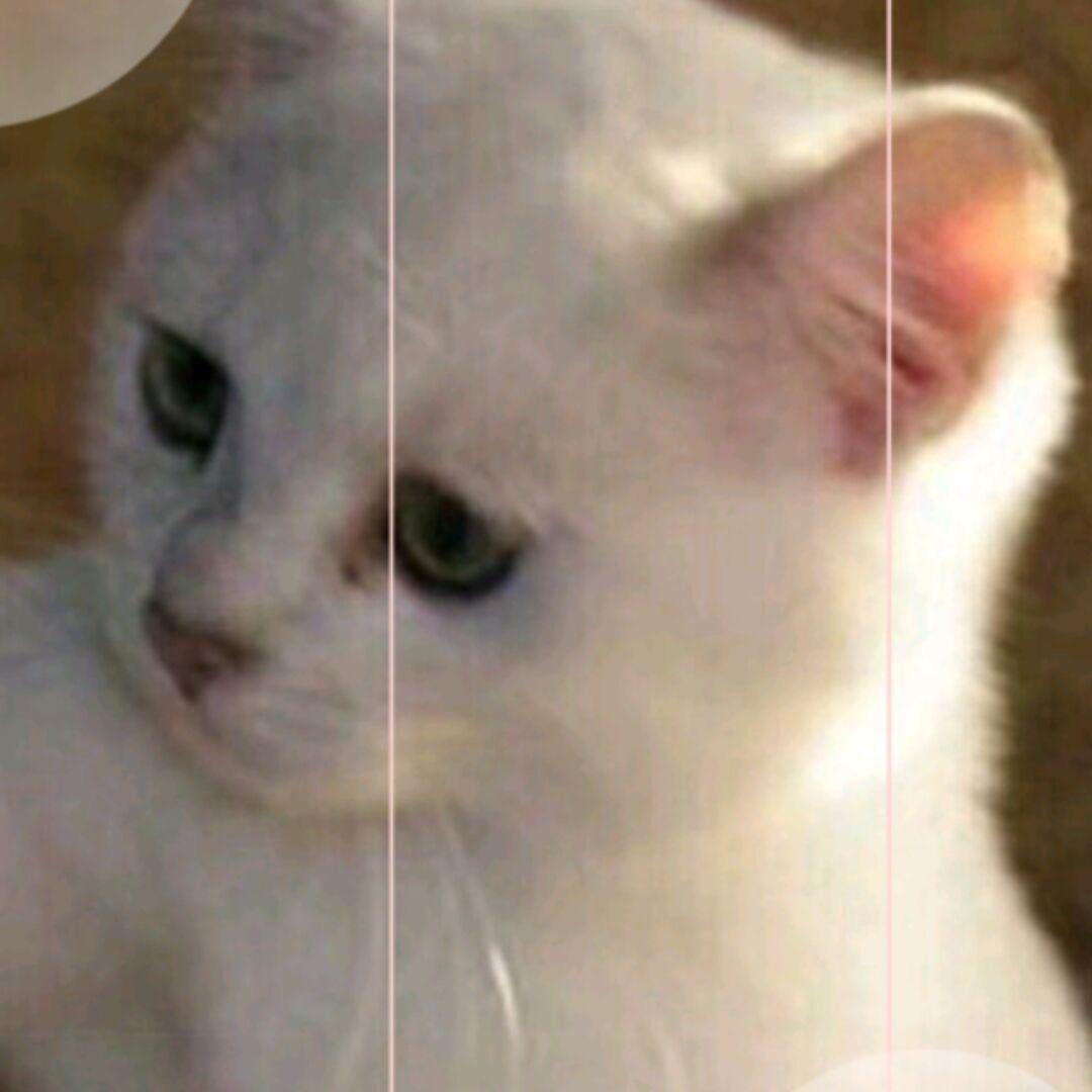 猛吃鼠