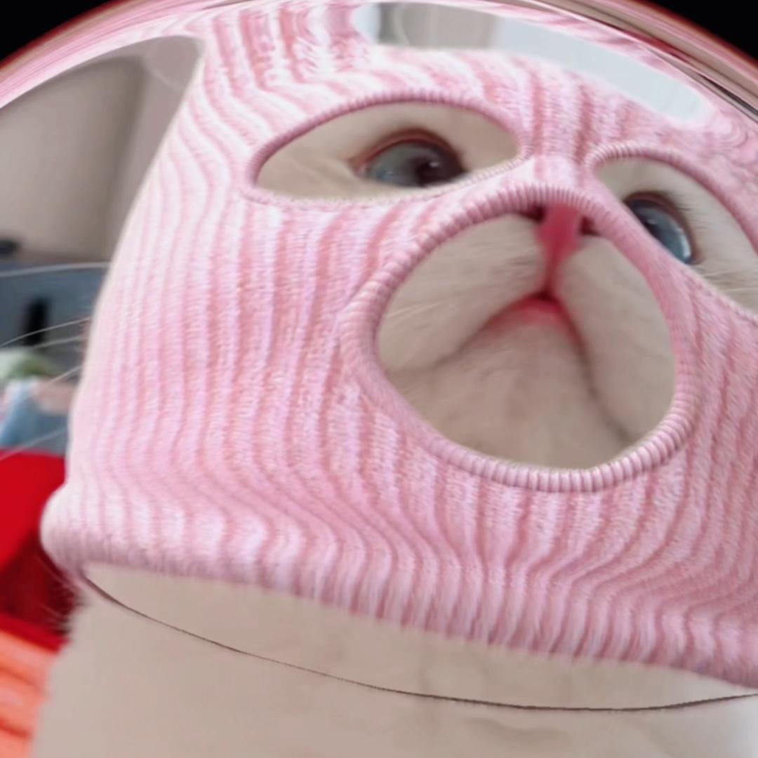 屁桃小猫