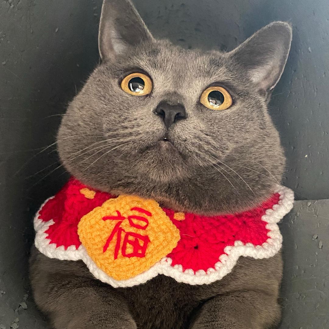钱多多是只小蓝猫