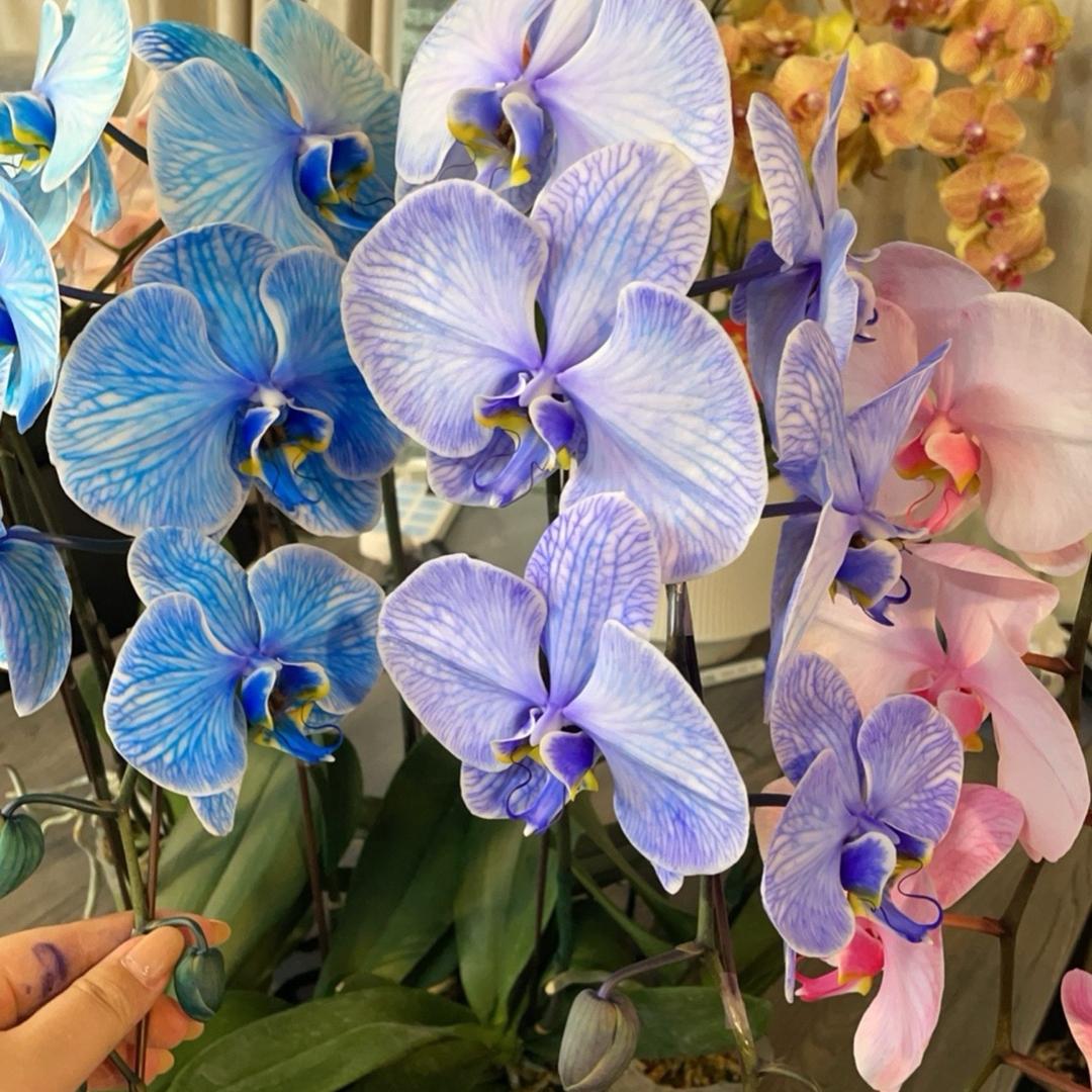 画鲜蝴蝶兰平平