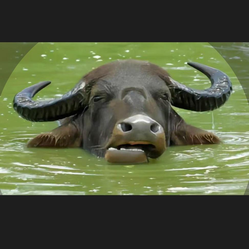水牛🐃🐂🐄