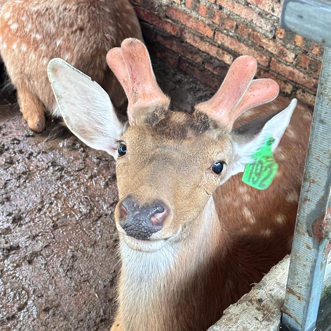 🦌鹿鸣梅花鹿（阿鬼）