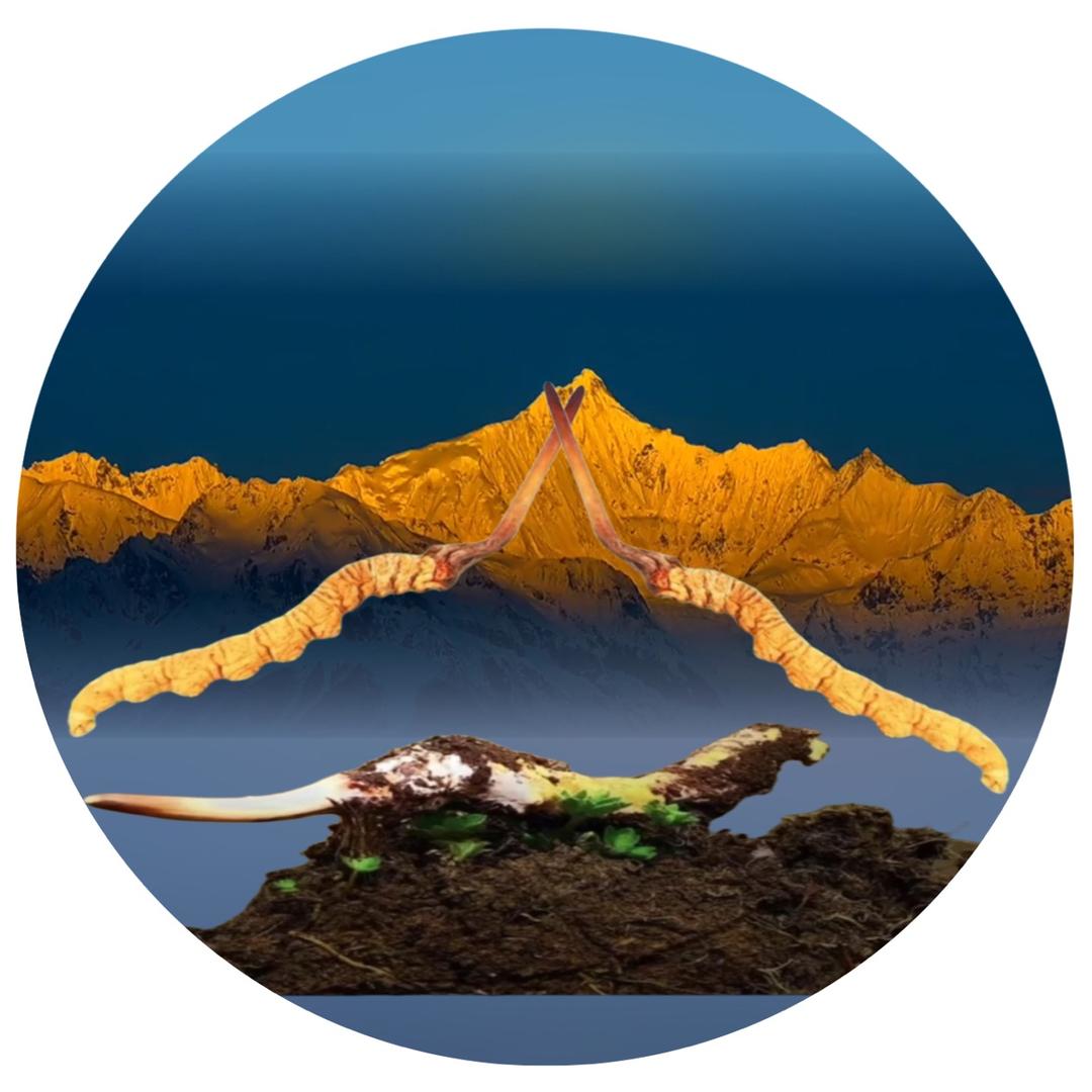 西藏那曲色尼区咏尔嘎虫草店