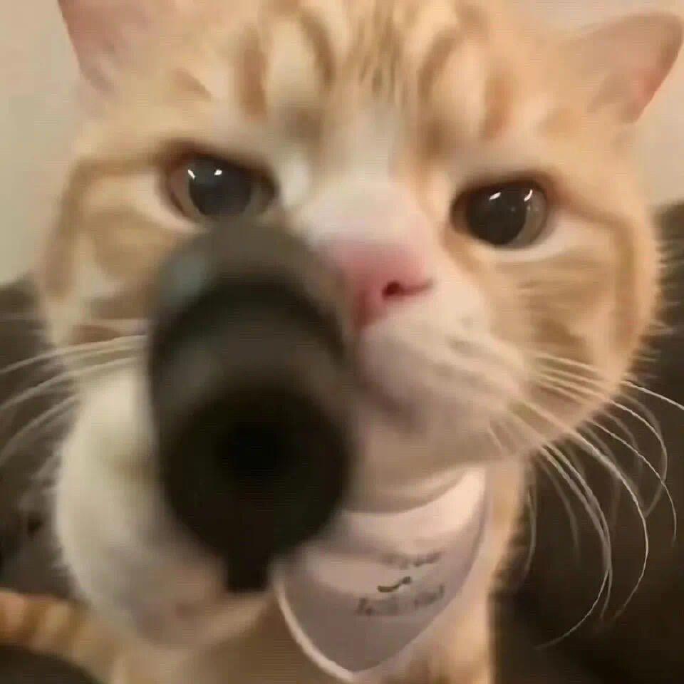 猫猫昭真的不改名字了