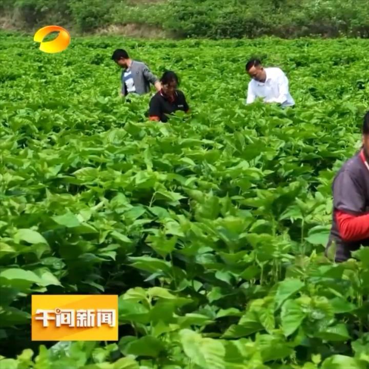 红卫蚕桑养殖基地