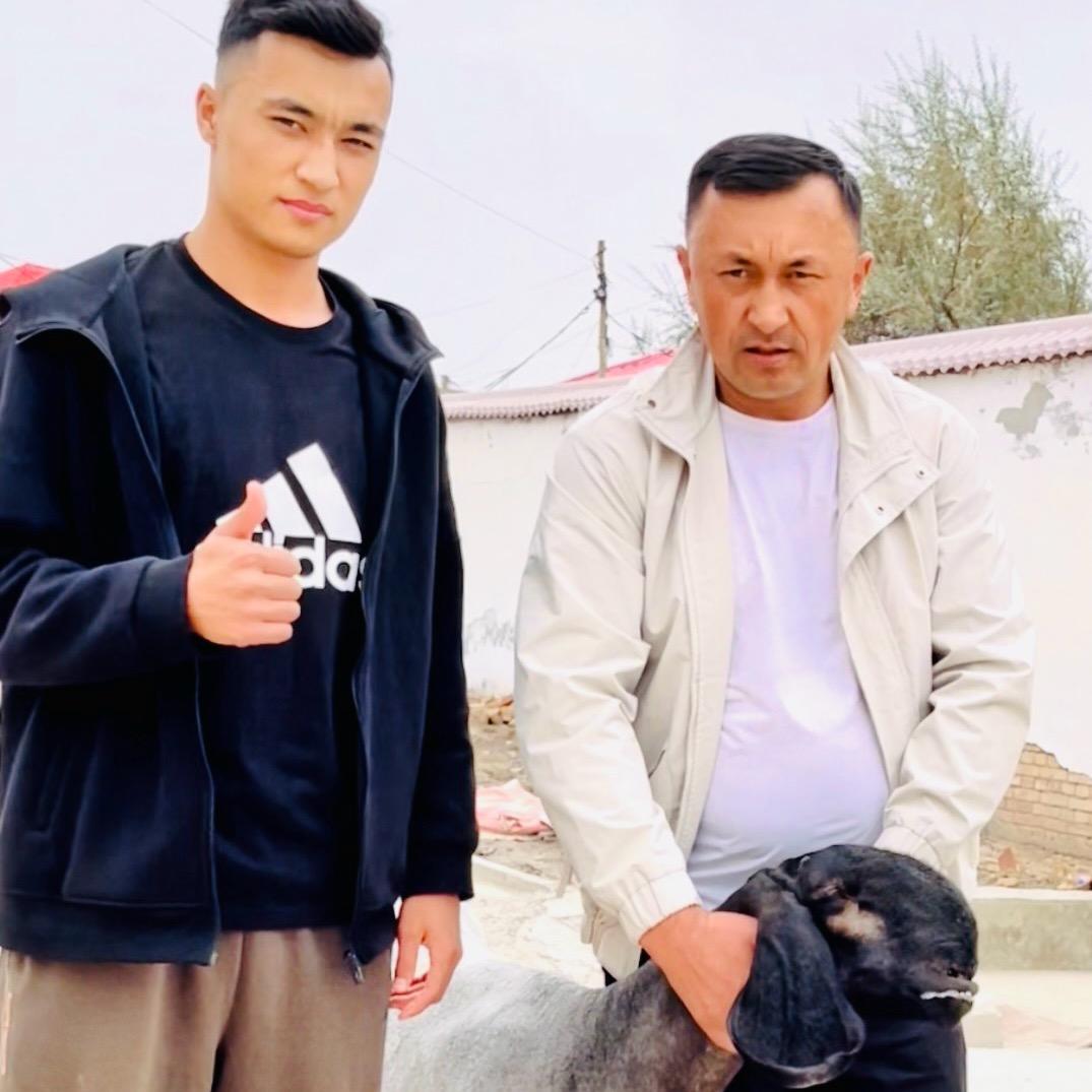 阿卜的刀郎羊（小号）