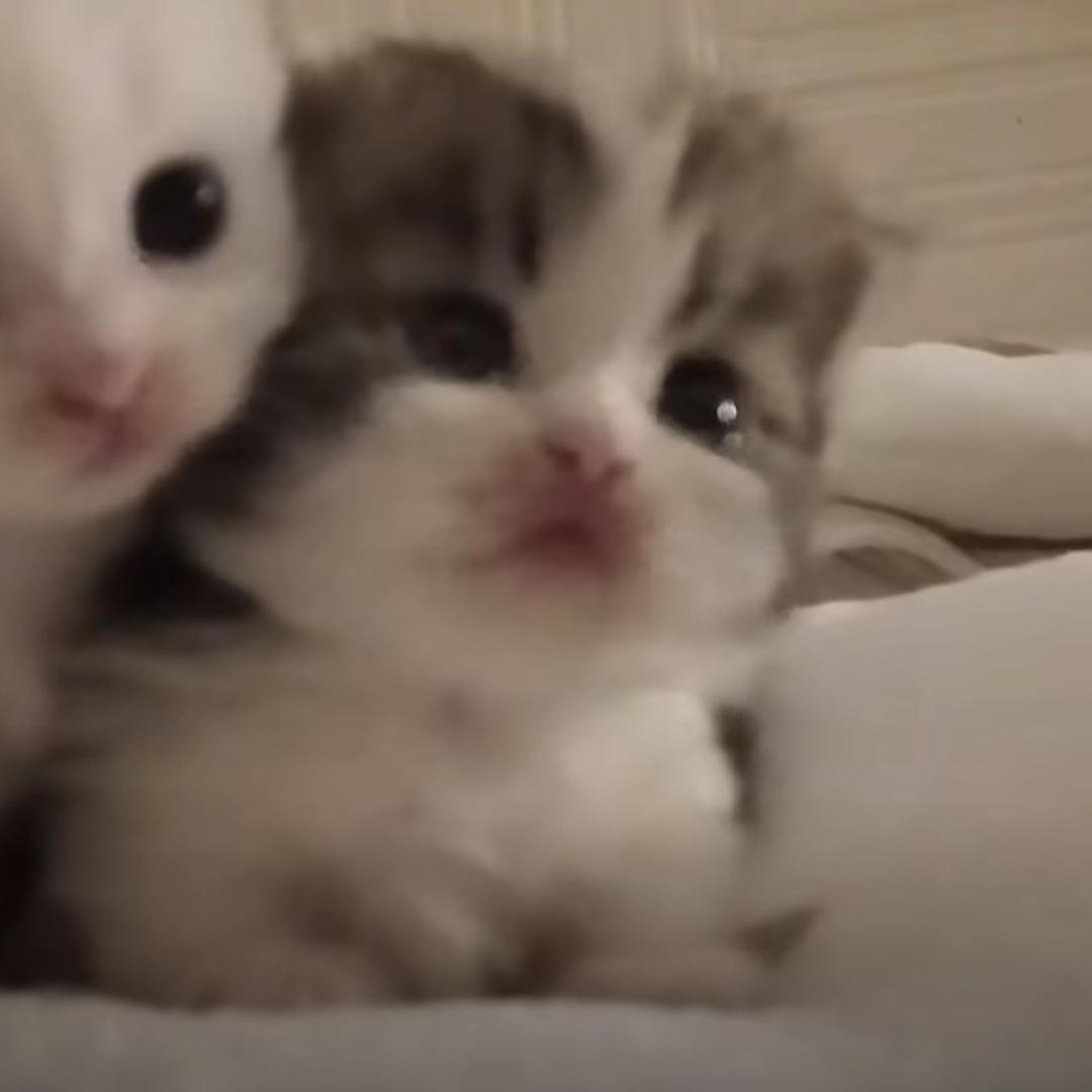 秋