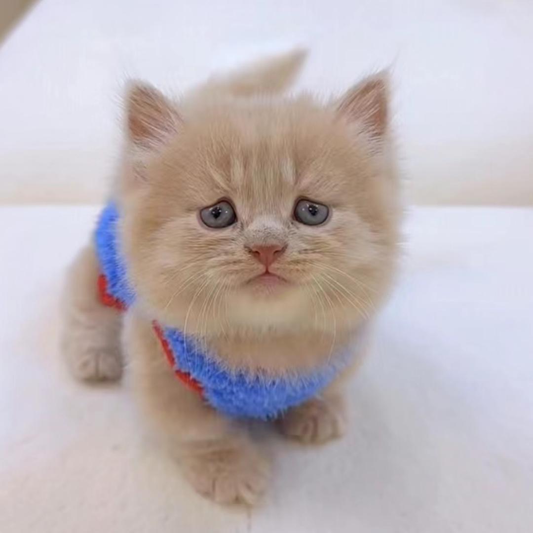 妮妮子🧍‍♀️🦋