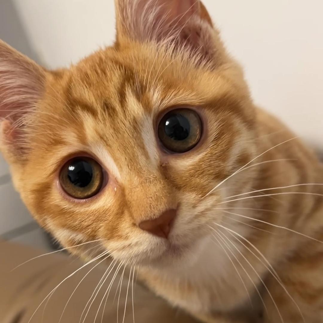 麦麦的喵喵日记