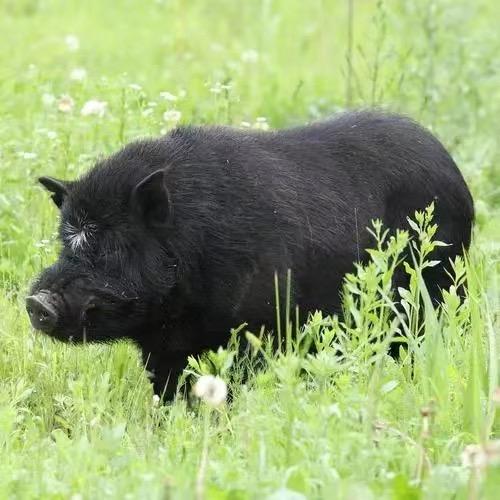 祁连山生态藏香猪