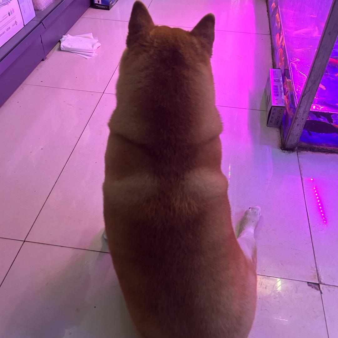 捡到一只猫，直播挣猫粮