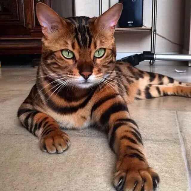 种猫