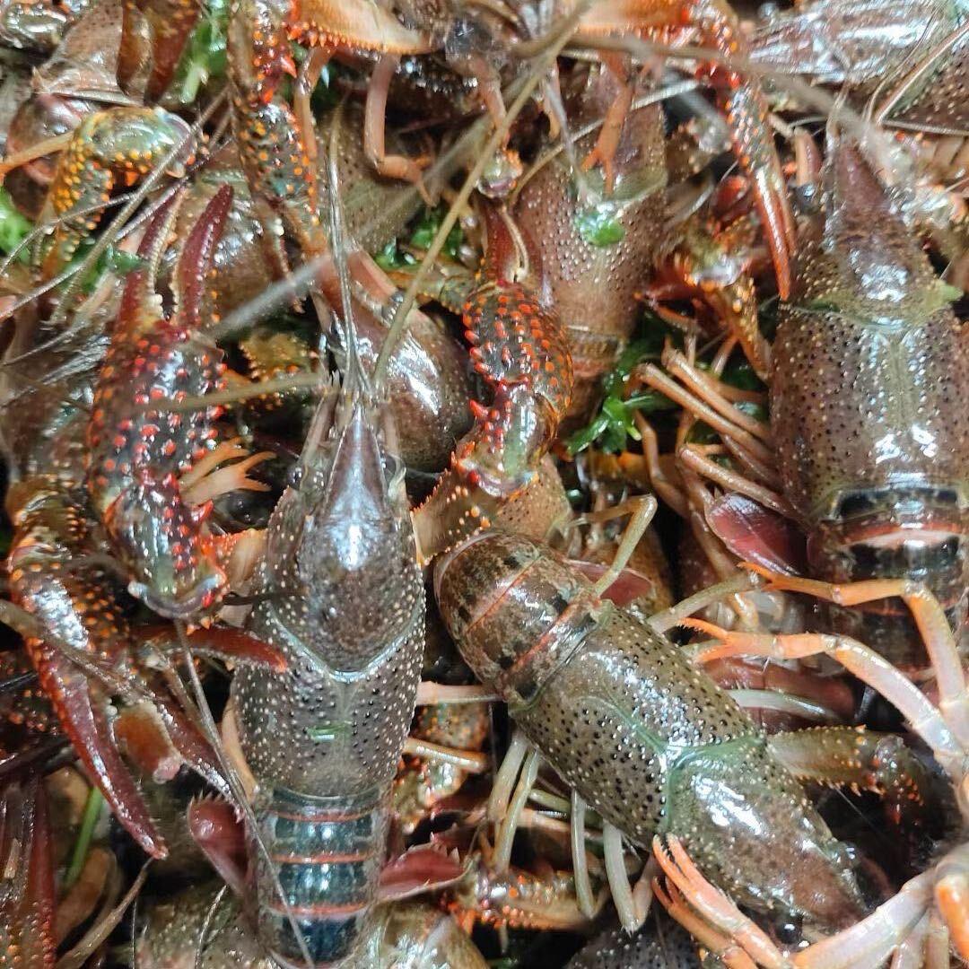 本地小龙虾批发